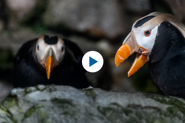 Two tufted puffins one looking towards the camera and one looking to the left with its orange beak open with a play button