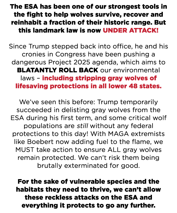 The ESA has been one of our strongest tools in the fight to help wolves survive, recover and reinhabit a fraction of their historic range. But this landmark law is now UNDER ATTACK!   

Since Trump stepped back into office, he and his cronies in Congress have been pushing a dangerous Project 2025 agenda, which aims to BLATANTLY ROLL BACK our environmental laws– including stripping gray wolves of lifesaving protections in all lower 48 states.  

We’ve seen this before: Trump temporarily succeeded in delisting gray wolves from the ESA during his first term, and some critical wolf populations are still without any federal protections to this day! With MAGA extremists like Boebert now adding fuel to the flame, we MUST take action to ensure ALL gray wolves remain protected. We can’t risk them being brutally exterminated for good.  

For the sake of vulnerable species and the habitats they need to thrive, we can’t allow these reckless attacks on the ESA and everything it protects to go any further.  