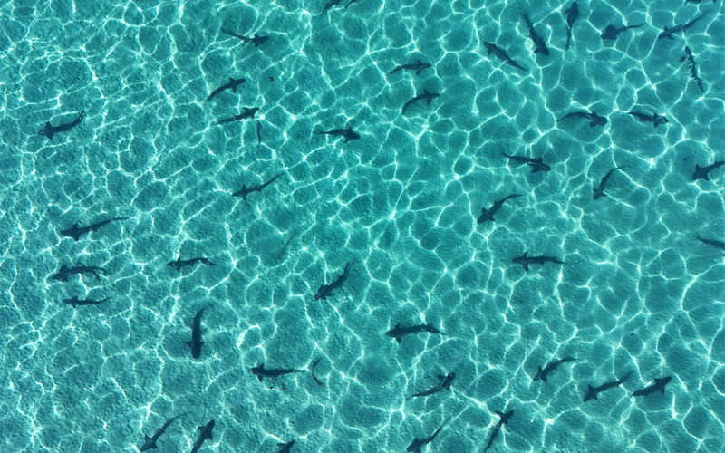 Leopard sharks swim in coastal waters off the coast of San Diego, California. Thanks to legal protections for sharks created in the 1990s and warm coastal waters, sharks are being spotted more often.