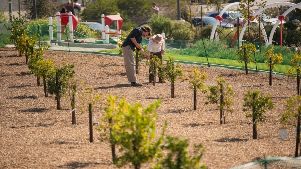Rows of trees at Urban Orchard in Los Angeles, California.