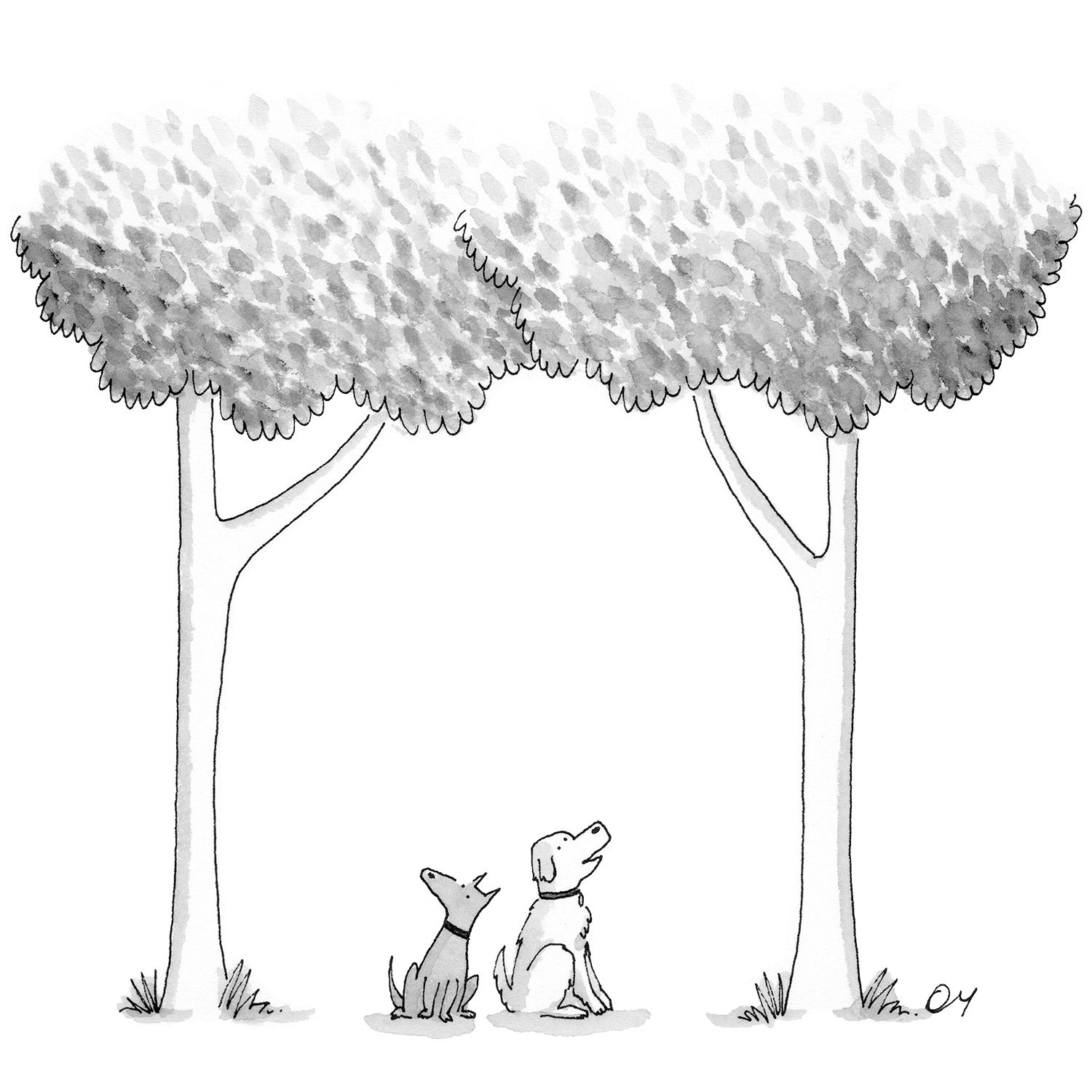 Two dogs look up at a pair of leafy trees.