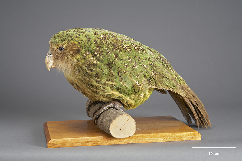 A taxidermied kākāpō on a piece of wood.