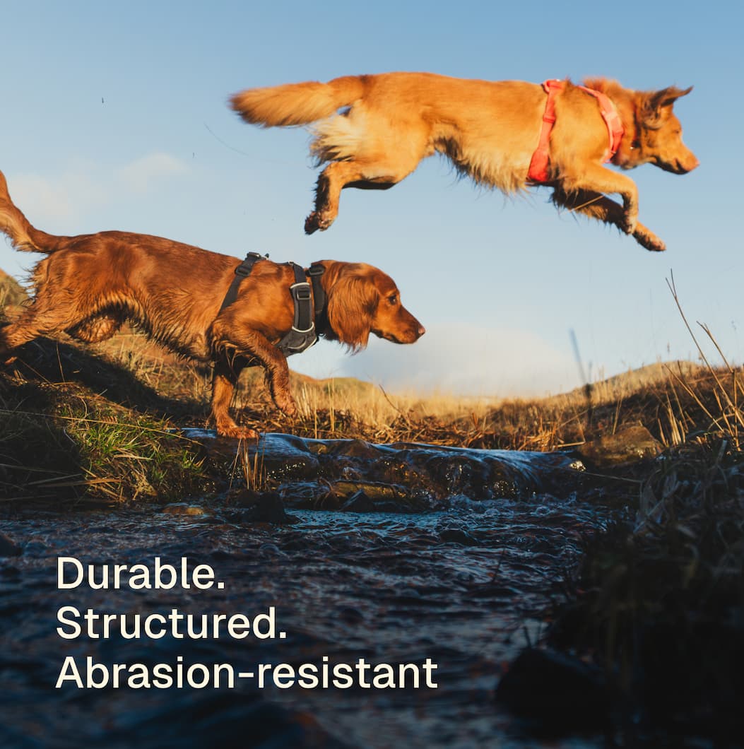 Two dogs jump over a stream in Front Range Harnesses. Words read: Extra durability.  Extra structure.  Extra abrasion resistance.