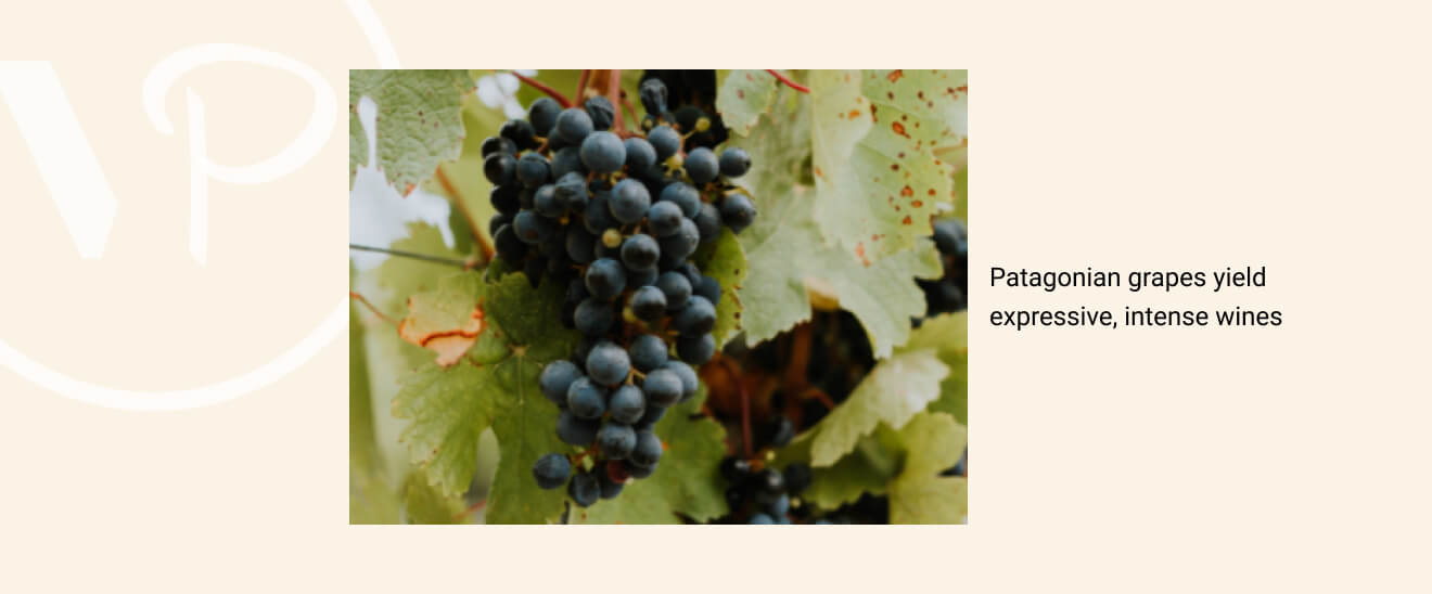 The Schroeder family&rsquo;s grapes