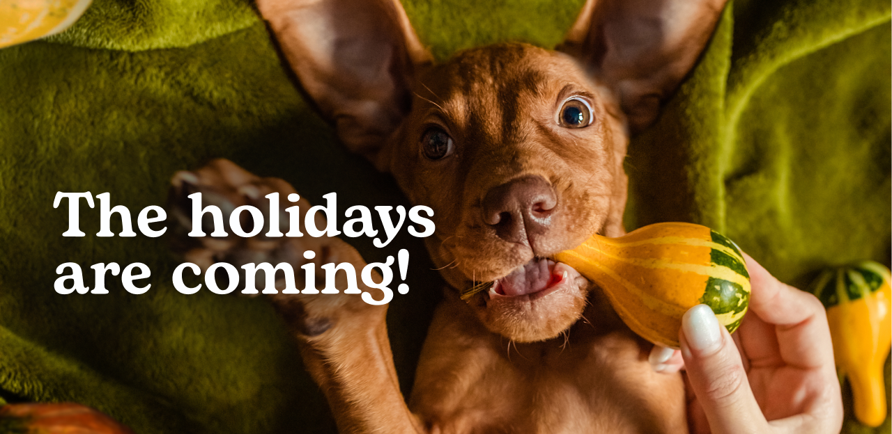 Get the jump on holiday pet care