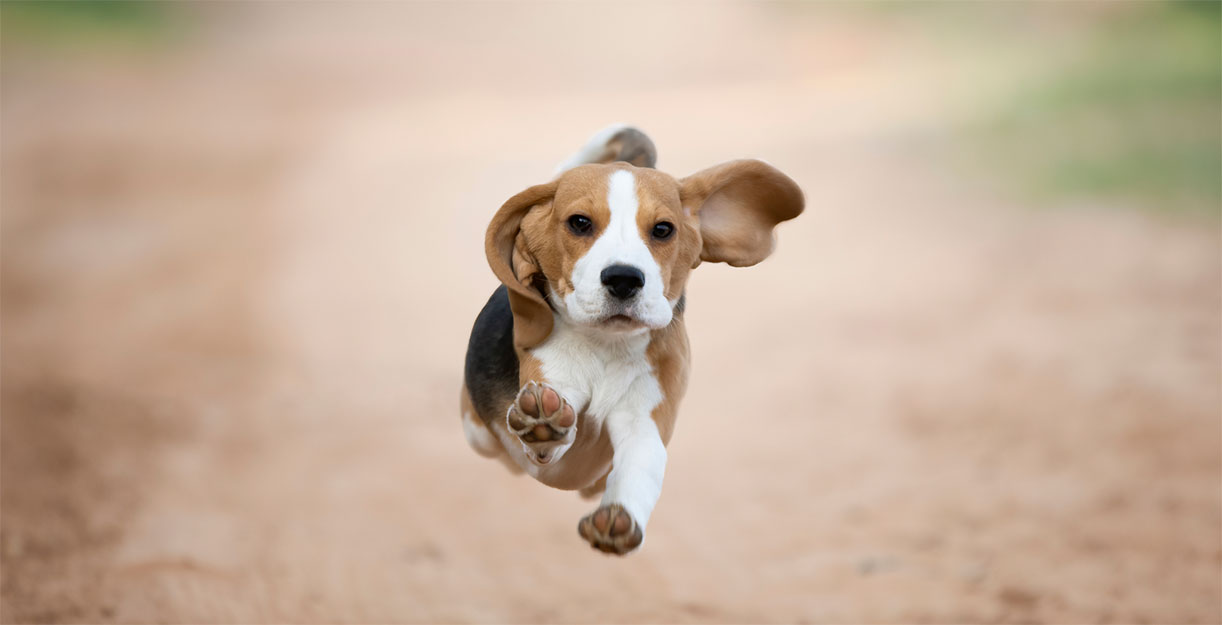 Dog running