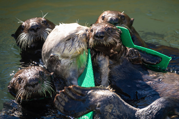 A closeup of surrogate otter Ivy with four rescued sea otter pups surrounding her