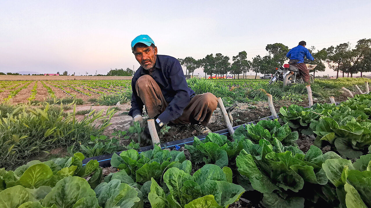 Workers harvest romaine lettuce in Iran