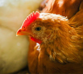 A close-up profile shot of a chicken