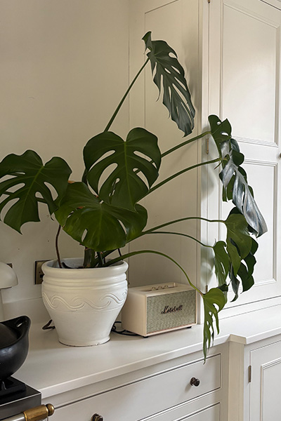 PLANT