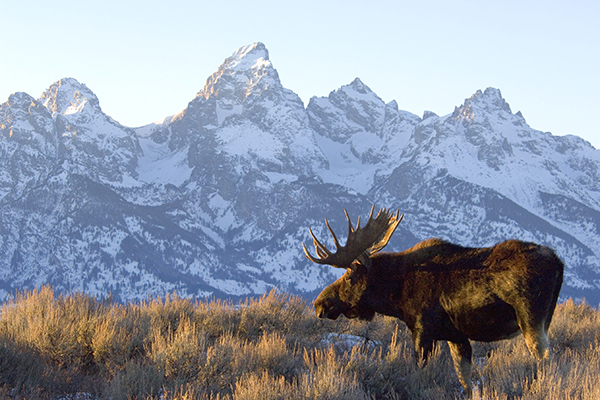 Moose and Mountains - Grant Teton National Park © Jim Laybourn