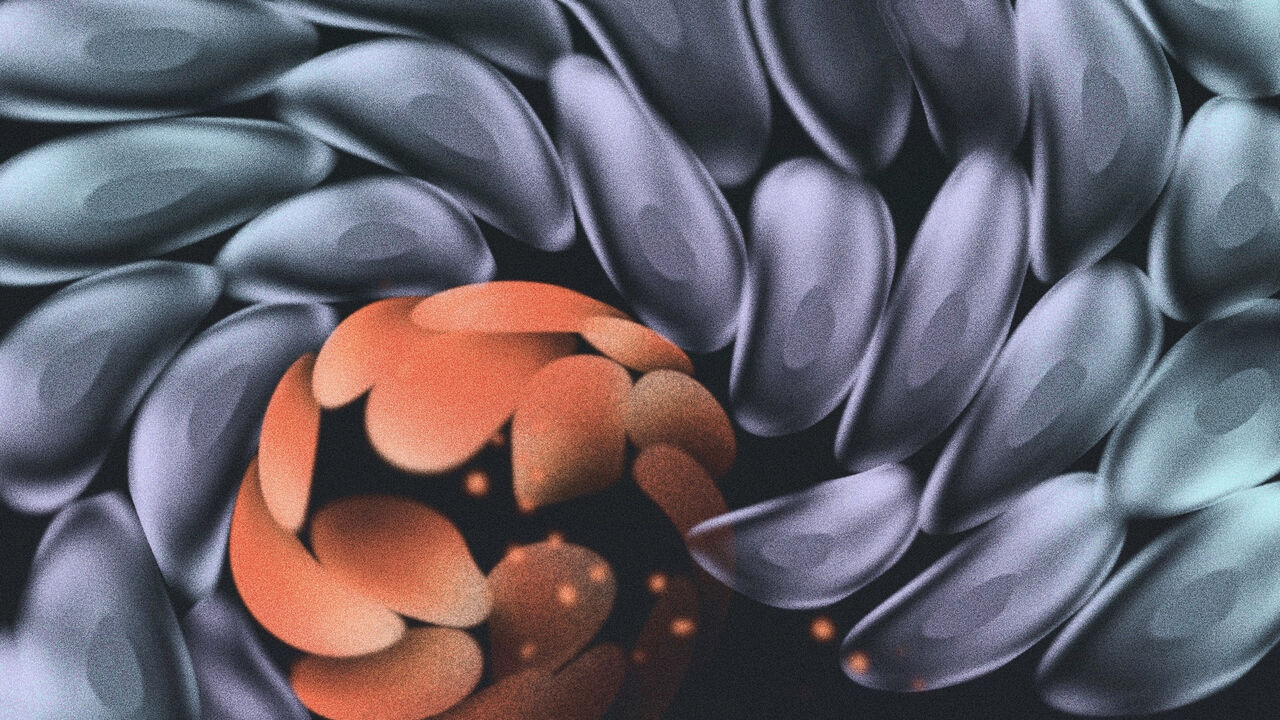 An illustration of larger blue cells surrounding a smaller mass of reddish cells.