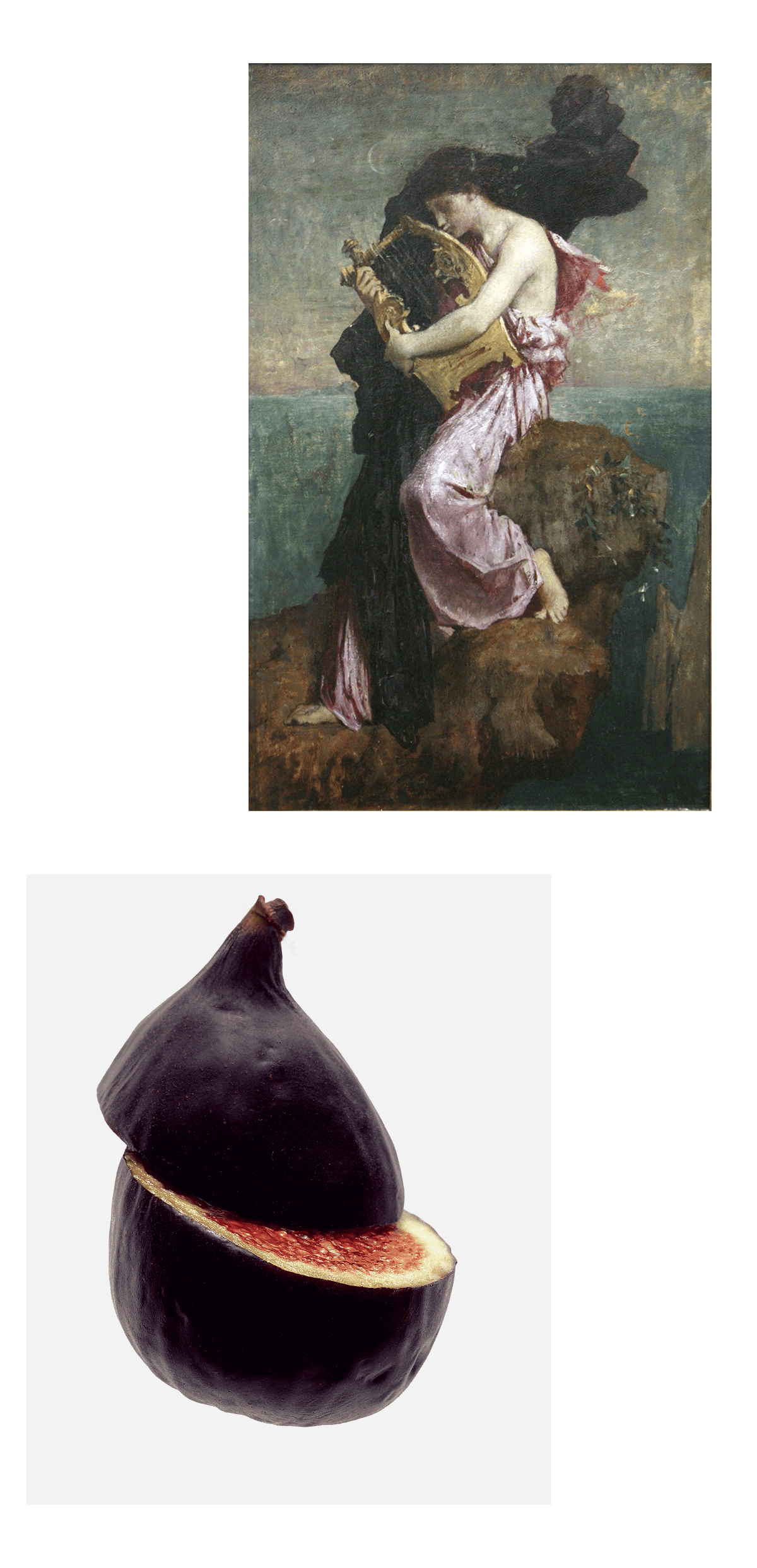 Sappho Fig