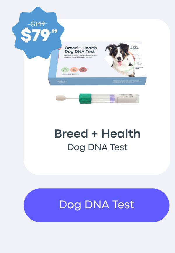Dog DNA Test
