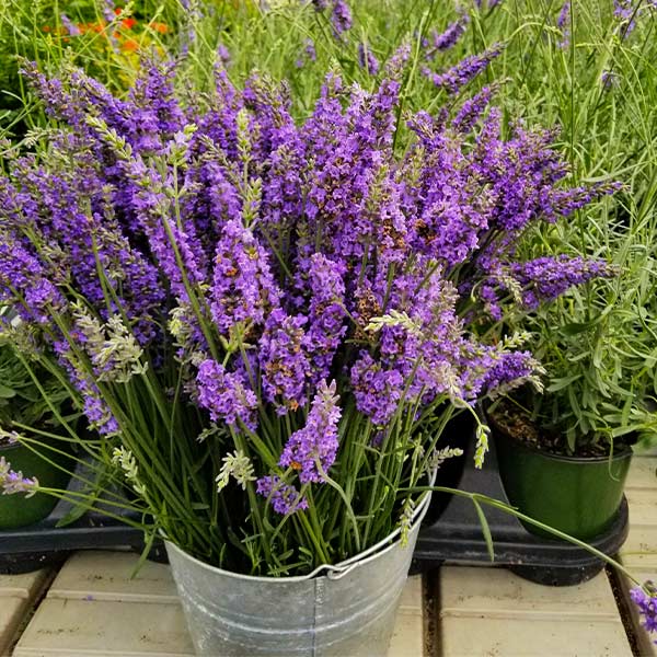 Image of Sensational™ Lavender Plant