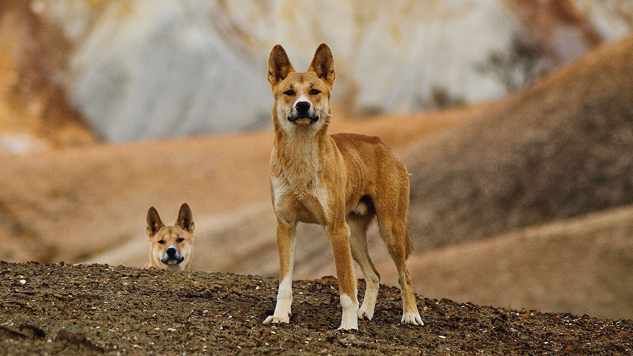 Two very curious dingos 