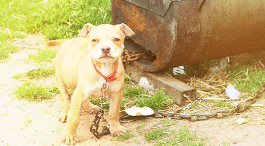 small dog on heavy metal chain outside