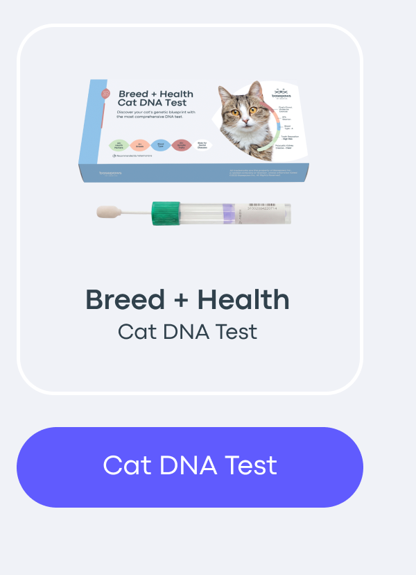 Cat DNA Test