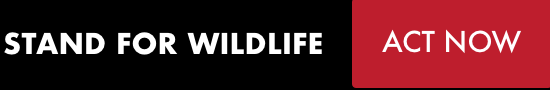 WE STAND FOR WILDLIFE