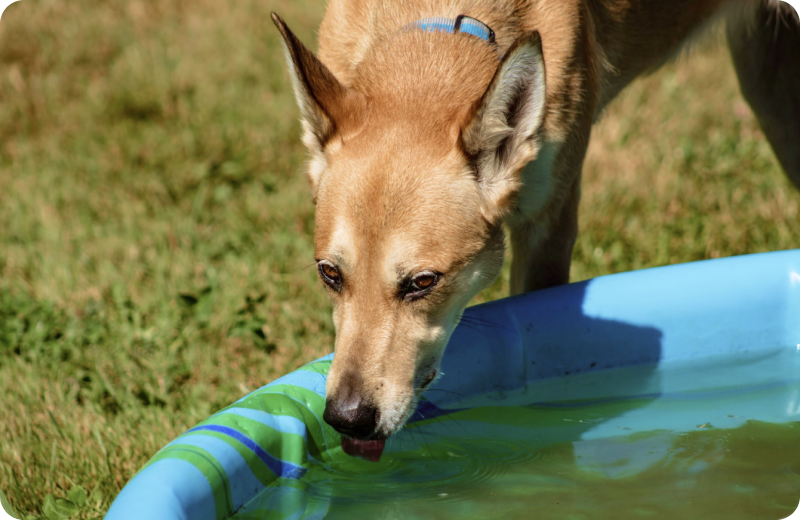 Water Fountain Benefits