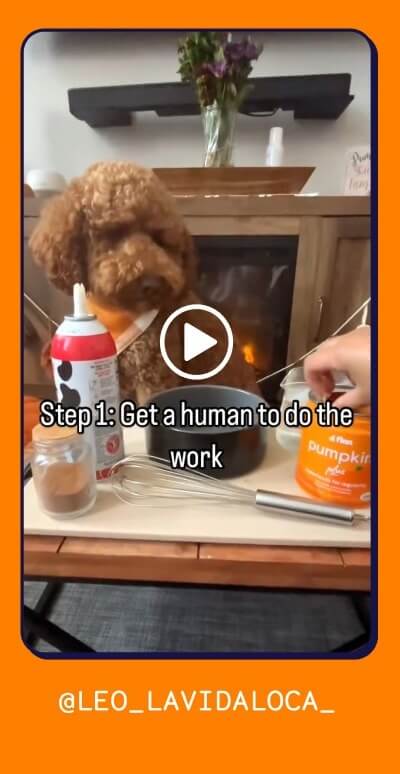 See Leo's Pupkin Spice Leotte on Instagram