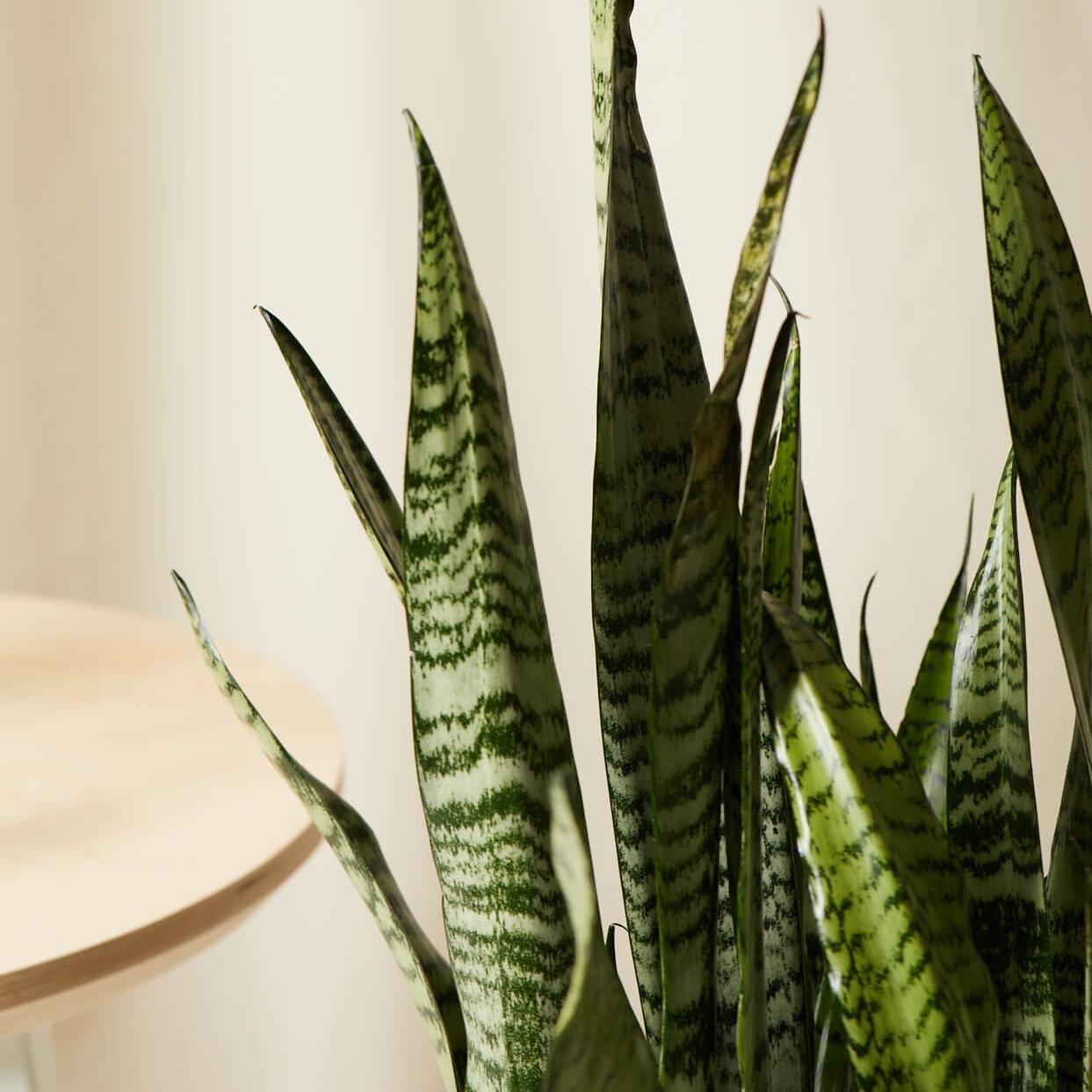 SANSEVIERIA