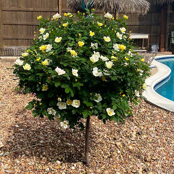 Image of Sunny Knock Out® Rose Tree