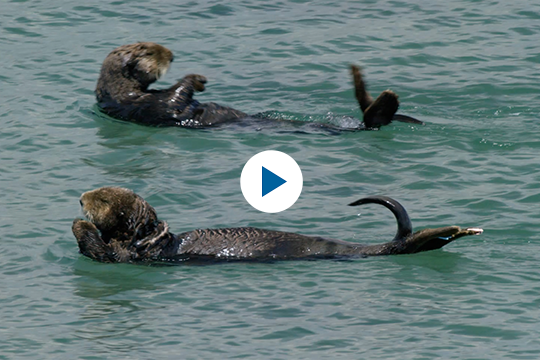 Watch the Sea otter don't give a shell video on YouTube