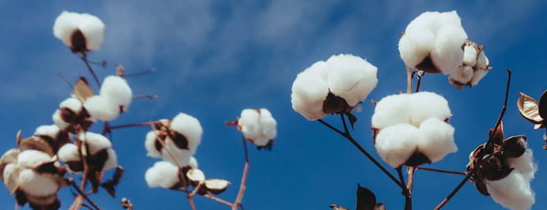 Cotton flower background