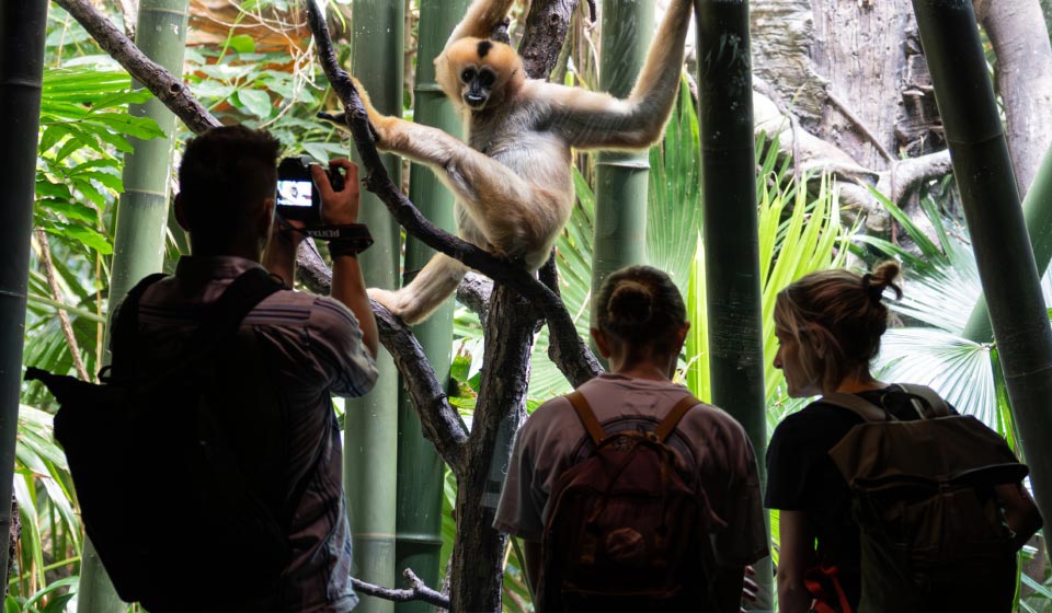 Gibbon
