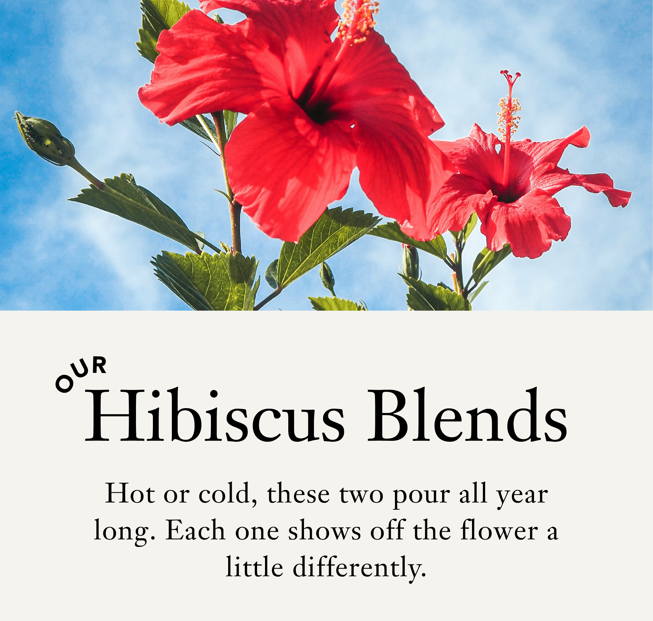 Our Hibiscus Blends  Hot or cold, these two pour all year long. Each one shows off the flower a little differently. 