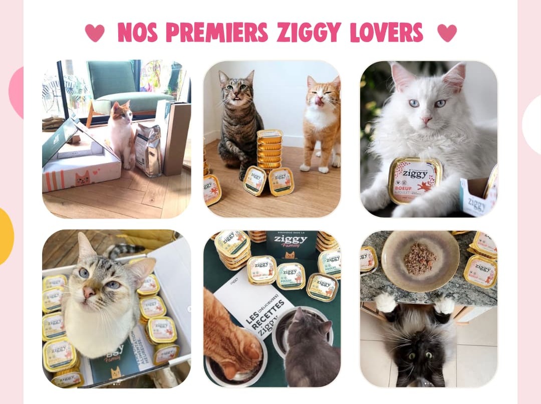 Nos premiers Ziggy Lovers
