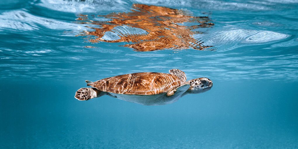 A turtle swims near the surface of the water.