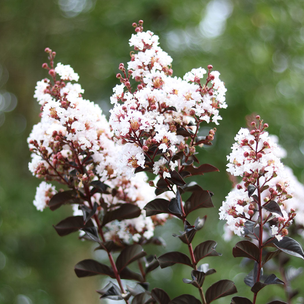 Image of Thunderstruck™ White Flash™ Crape Myrtle Tree