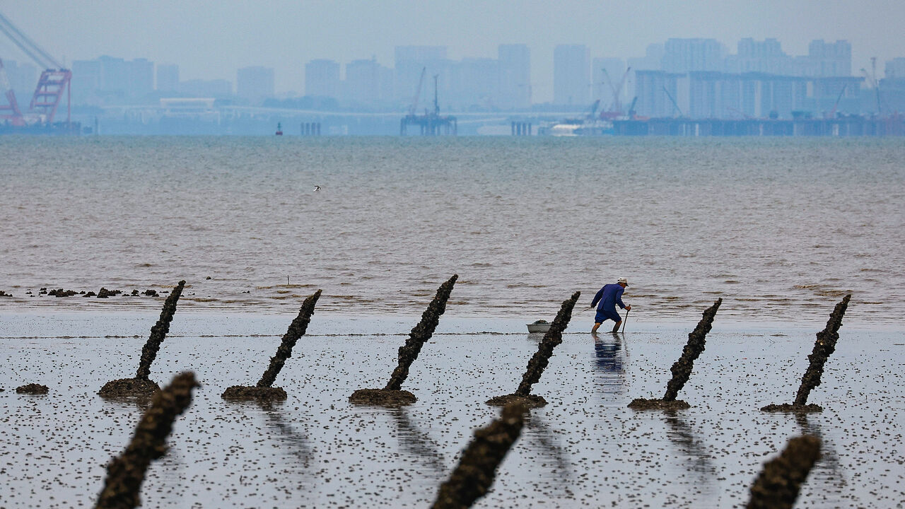 A man collects oysters near anti-landing spikes at a beach where the Chinese city of Xiamen is visible from afar, in Kinmen, Taiwan, on May 11, 2025. 