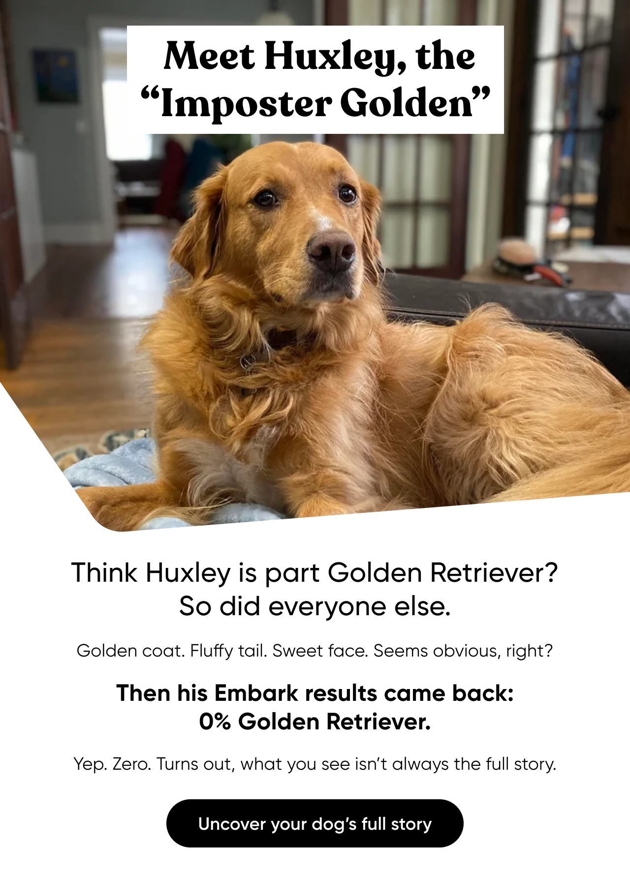 Meet Huxley, the Imposter Golden. Think Huxley is part Golden Retriever? So did everyone else. Golden coat. Fluffy tail. Sweet face. Seems obvious, right? Then his Embark results came back: 0% Golden Retriever. Yep. Zero. Turns out, what you see isn't always the full story. Uncover your dog's full story.