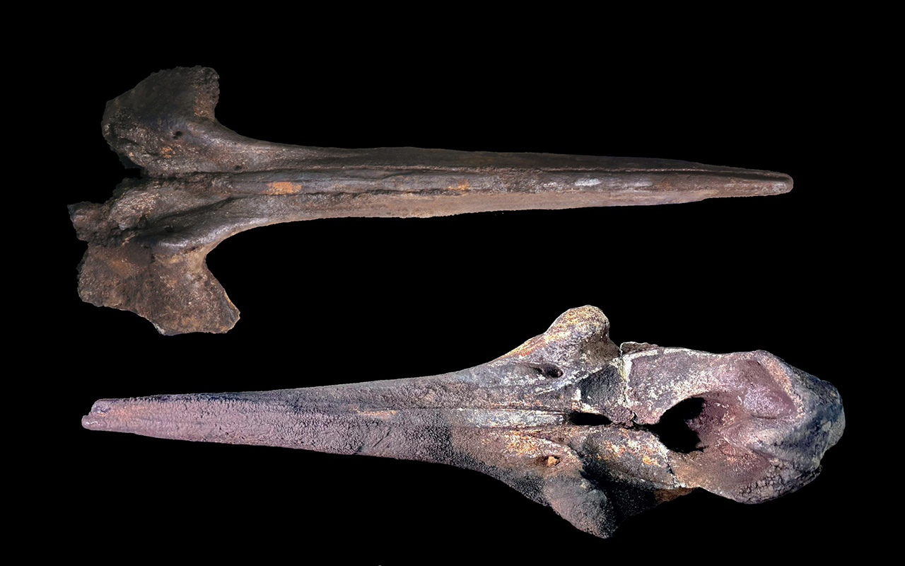 Bones from extinct whales