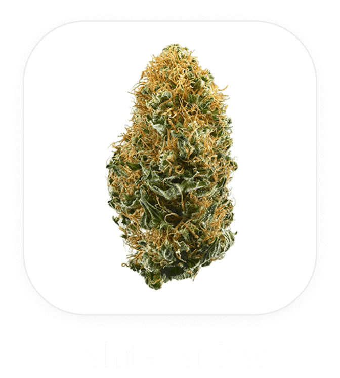 White Widow
