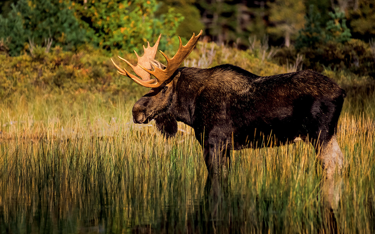  A moose in a field