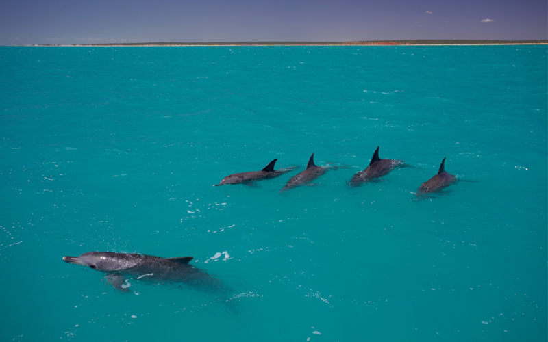 Photo of dolphins