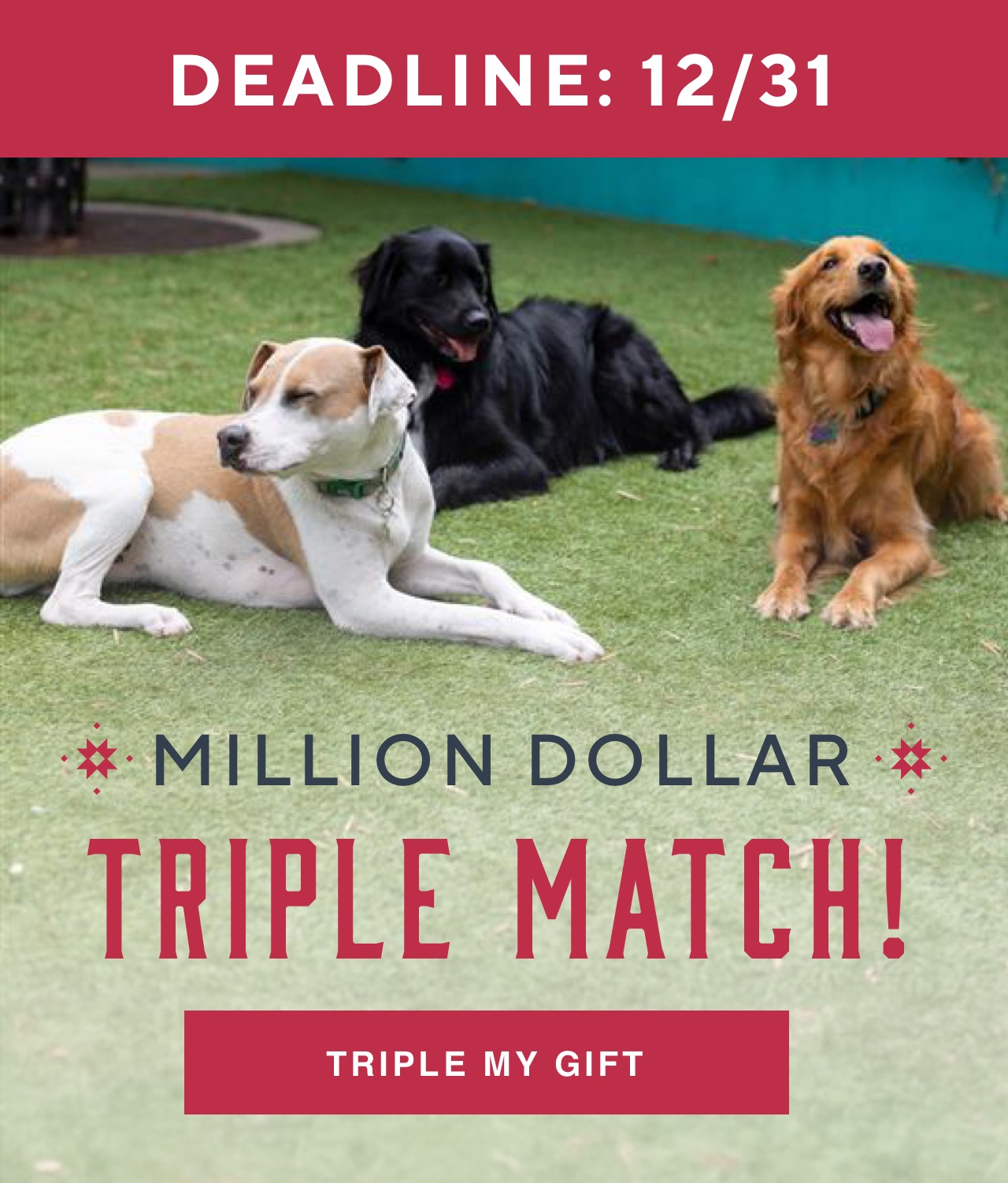 3 dogs relaxing in on the grass. Caption: Million Dollar Triple Match! Save 3x as many lives