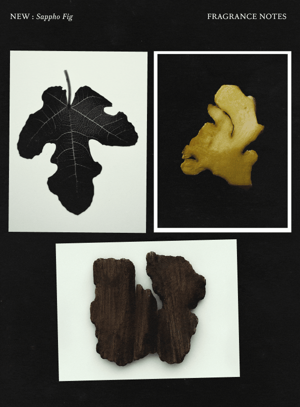 Sappho Fig