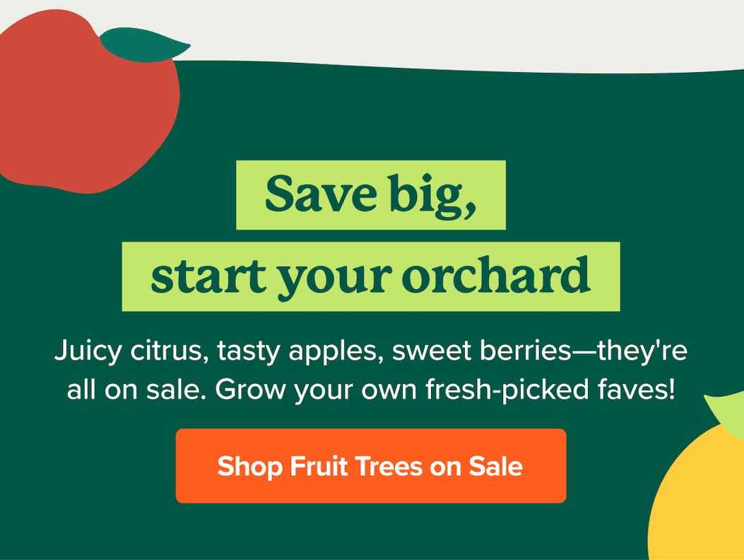 Save big, start your orchard. Juicy citrus, tasty apples, sweet berries—they're all on sale. Grow your own fresh-picked faves! SHOP FRUIT TREES ON SALE>>