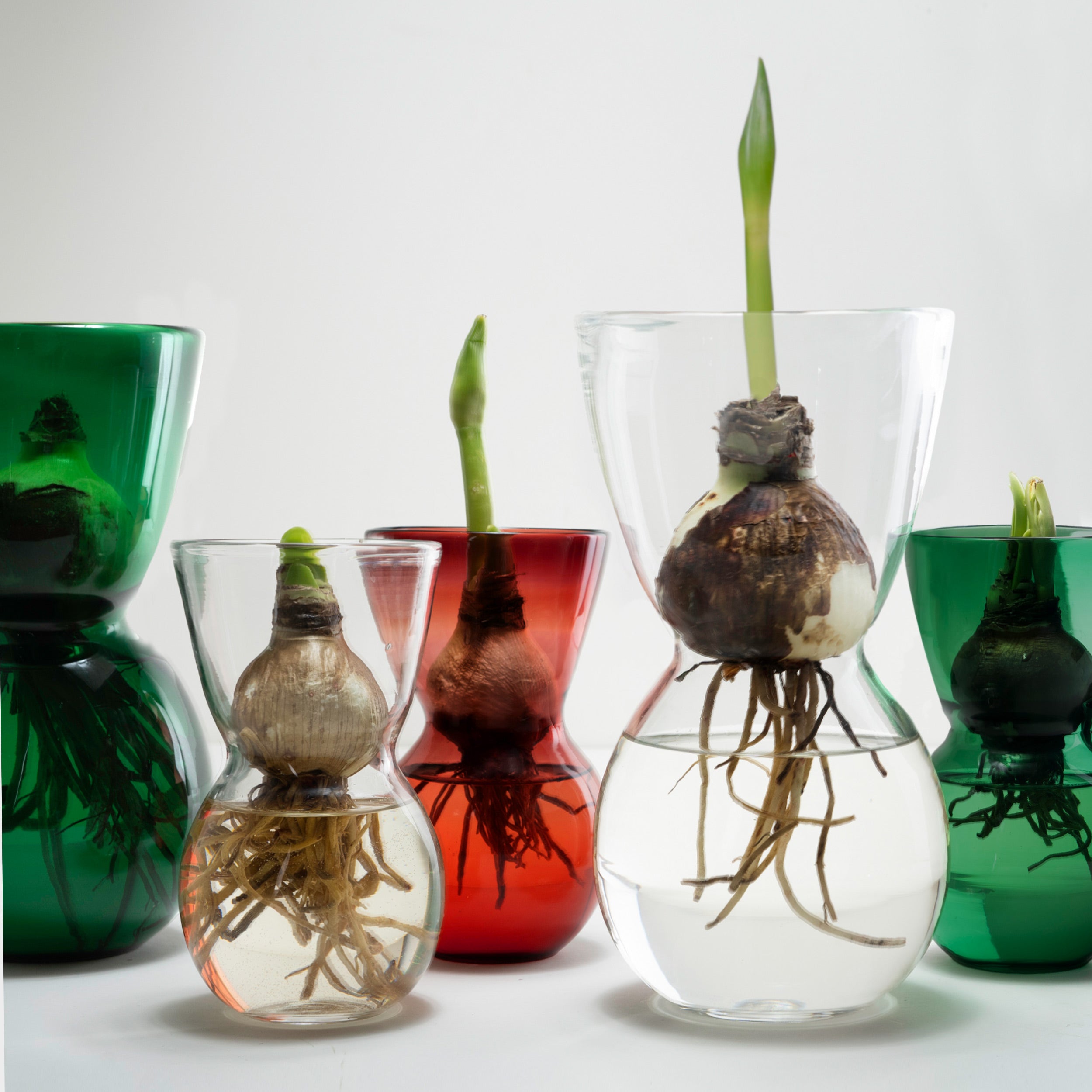 Image of Mouth Blown Amaryllis Bulb Forcing Vase