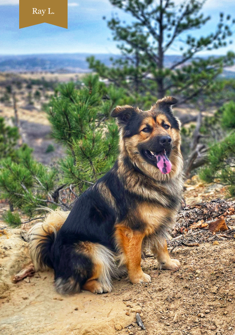 A dog posing outside