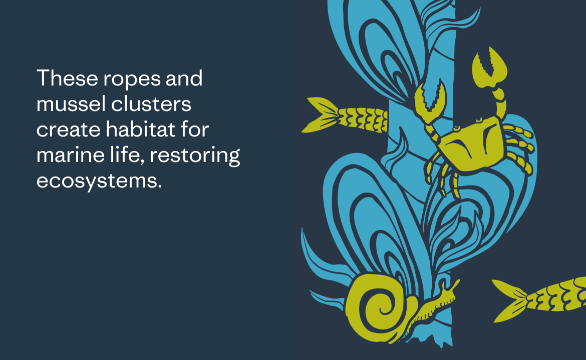 These ropes and mussel clusters create habitat for marine life