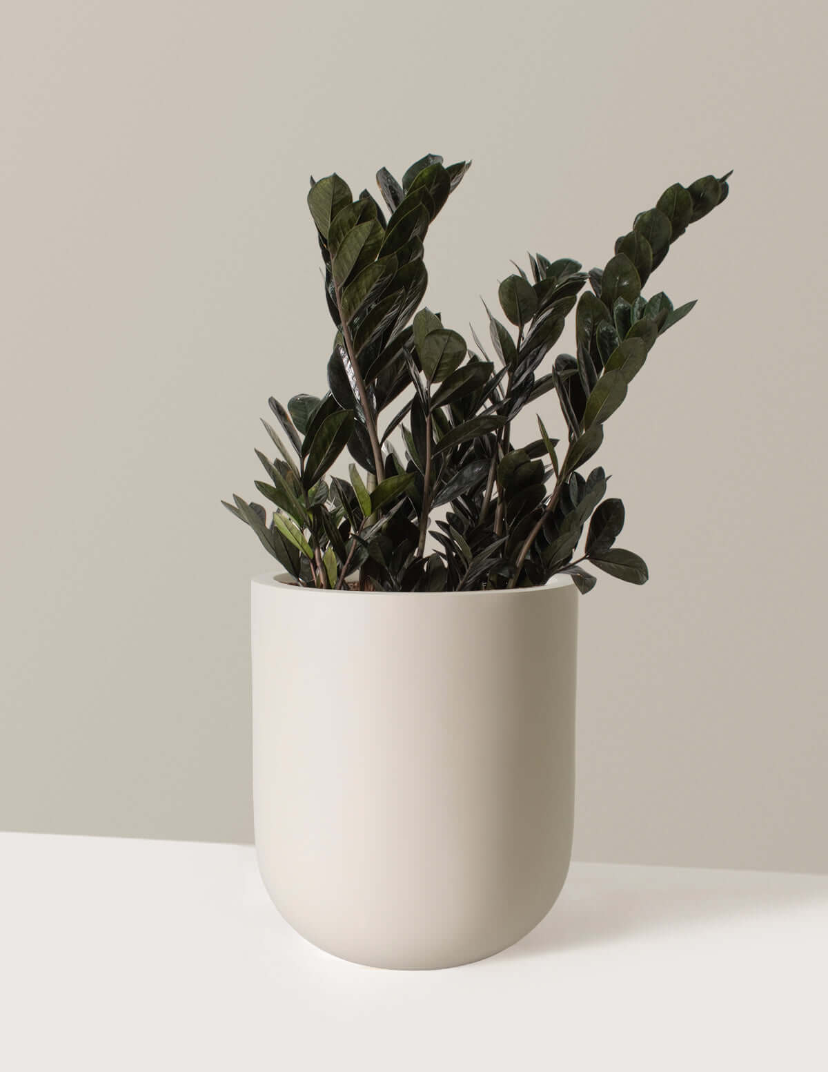 Image of Large Black ZZ Plant