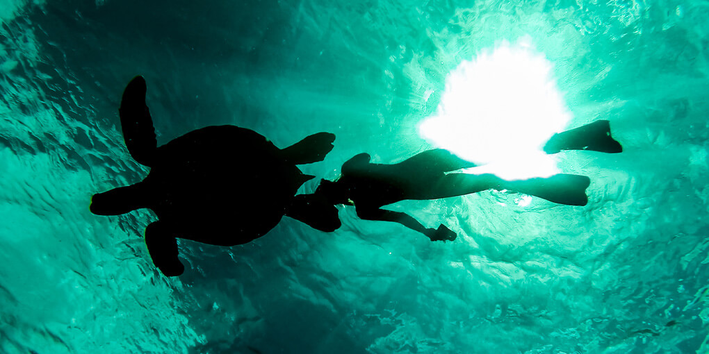 A photo of a diver swimming alongside a turtle, shot from below.