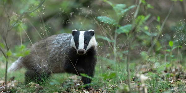 A badger in a woodland setting looks at the camera