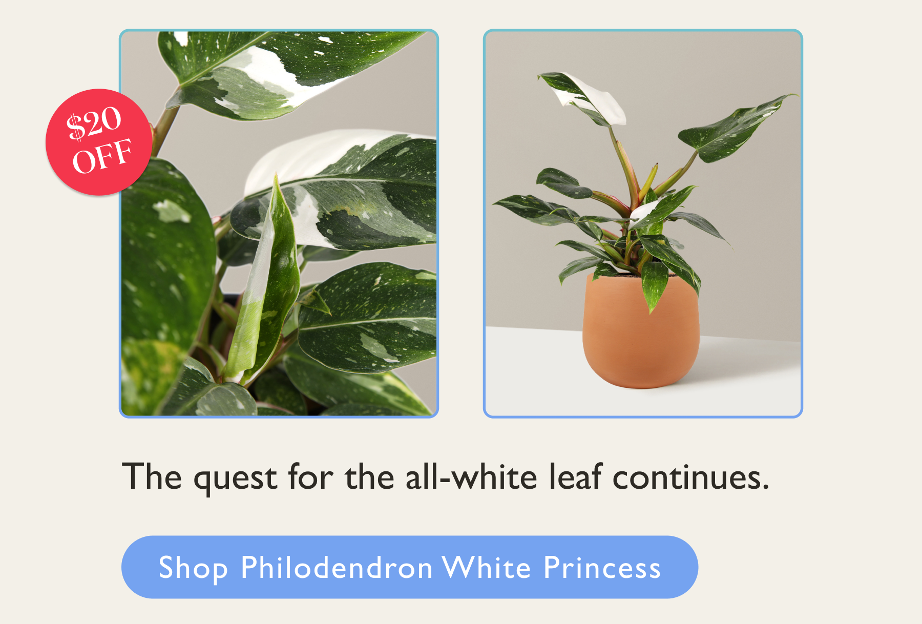 Philodendron White Princess